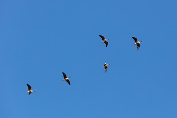 wild geese in the sky