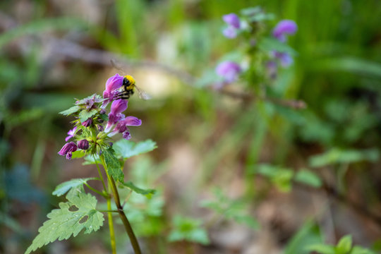 bumblebee on a purple flower