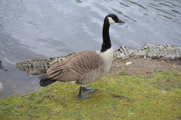 schone Gänse im Gaiser Garten