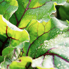Succulent beet leaves with dew drops in the sun. The concept of agricultural plants, background,...