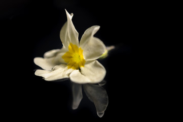 Fototapeta na wymiar white flower on black background,macro