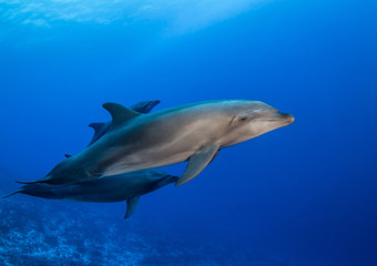 Fototapeta na wymiar dolphins in the blue