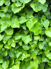 Obraz na płótnie Canvas Wild poison green ivy wall texture pattern wallpaper plant background