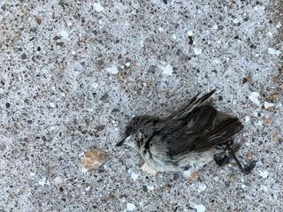 Gray brown little dead sparrow on asphalt