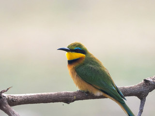 shot of a little bee eater at lake manyara
