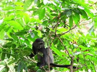 female blue monkey in tree at lake manyara