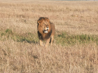 male lion approaching at masai mara national reserve