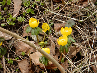spring bright yellow joyful spring Eranthis on a blurred background of the spring garden