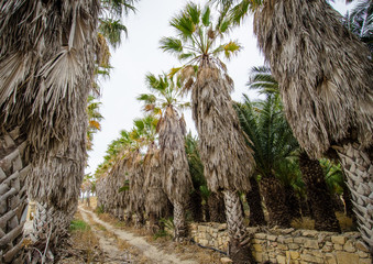 Palm trees. Gozo.