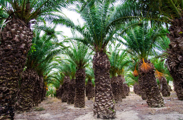 Palm trees. Gozo.