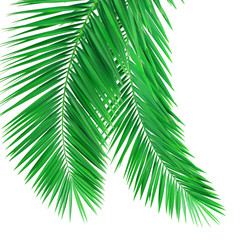 Coloured palm frond on a white background