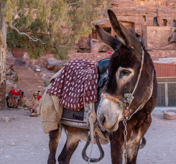 Donkeys waiting for passengers in Petra, Jordan
