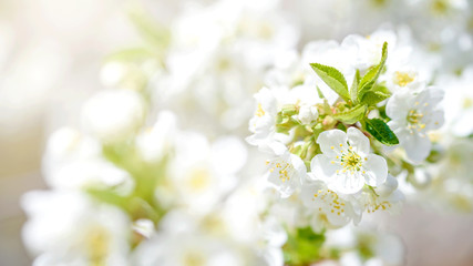Branches of blossoming cherry and bee macro with soft focus on blue background. Easter and spring greeting cards. Springtime