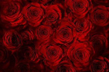 fresh red roses isolated on a black background. Greeting card with roses