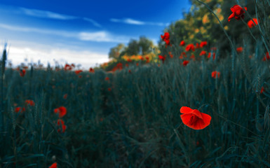 Fototapeta premium wild pink flowers poppies in the field at sunset