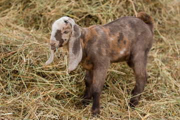 Fototapeta premium goat