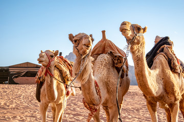 Funny Faces of Camels in the Wadi Rum Desert of Jordan