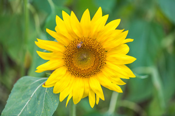 Sunflower and Bee