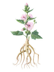 Marshmallow Plant Hand Drawn Pencil Illustration Isolated on White with Clipping Path