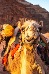Funny Faces of Camels in the Wadi Rum Desert of Jordan