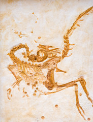 Compsognathus corrallestris or Compsognatus longipes, Jurassic. © natursports