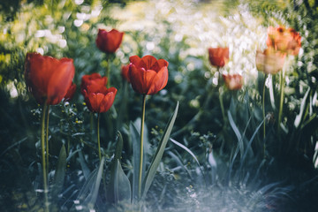 Tulip Life