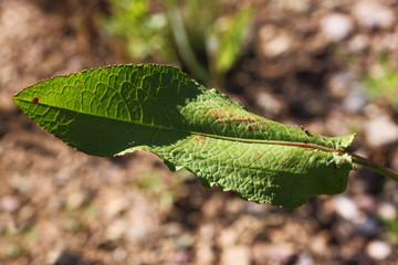 Close-up of a Bitter Dock leaf ( Rumex obtusifolius ) on a ruderal surface
