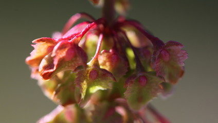 Close-up of a Bitter Dock stem ( Rumex obtusifolius ) with tubercles and achene leaves