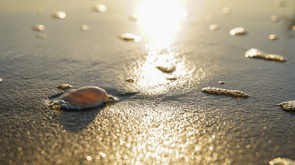 Seashell on Golden Sand