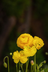 Beautiful Yellow Ranunculus asiaticus Flower in Spring with soft bokeh.Vertical