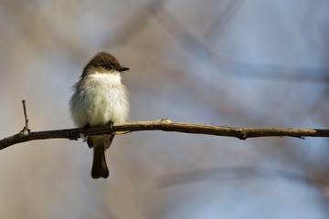 Eastern Phoebe, Sayornis phoebe, sitting on branch