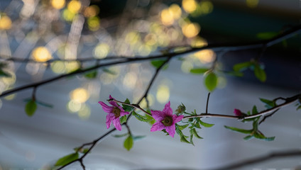 Purple-flowering raspberry on bokeh background in rainforest of British Columbia.