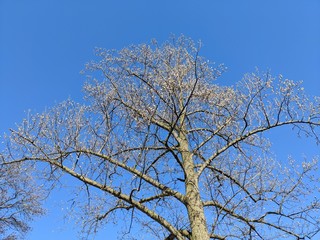 Tree Against Blue Sky