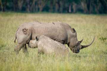  rhinoceros with young feeding in Lake Nakuru reserve, Kenya, Africa.