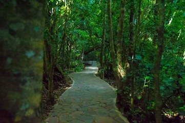 Obraz premium Tropical Forest