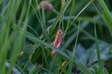 brown grasshopper sitting on a spring morning in the midst of deep green grass on which the last drops of the morning dew still shimmer ver.3