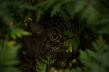 cat in the grass walks eats sniffs watches summer grass leaves flowers greens fairy tale striped beautiful wild tiger cute mustache eyes
