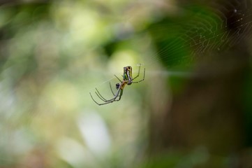 spider