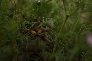 Obraz premium cat in the grass cosmea walks eats sniffs looks magically summer grass leaves flowers greenery fairy tale striped beautiful wild tiger cute mustache eyes