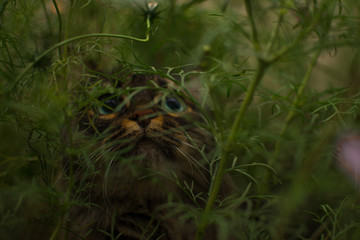 cat in the grass cosmea walks eats sniffs looks magically summer grass leaves flowers greenery fairy tale striped beautiful wild tiger cute mustache eyes
