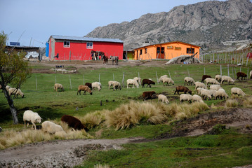 sheeps on the farm