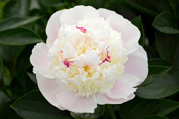 Blooming peony closeup with blurry background