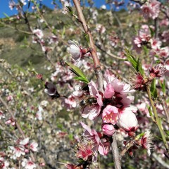 Des fleurs d&rsquo;amandiers attir&eacute;s par des abeilles 