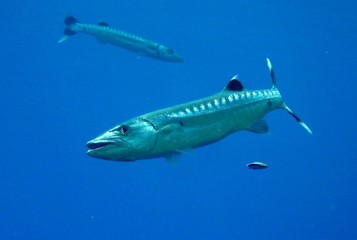 Fototapeta na wymiar Close-up Of Fish Swimming In Sea