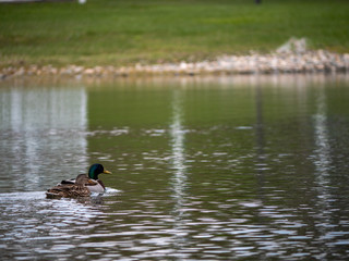 Two ducks, female and male, on the lake