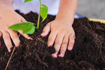 Hand of Asian cute little cheerful child boy planting young tree