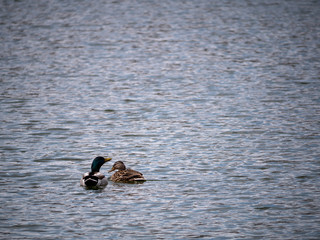 two ducks in the lake