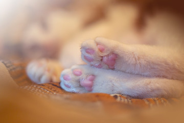 Cat paws
