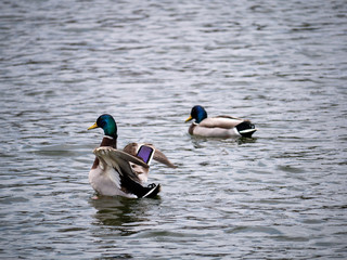 ducks in the water