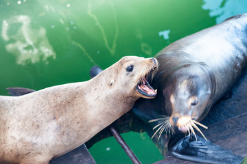 Fototapeta premium California sea lion. Zalophus californianus. Seal animal. Wild animalson a battle
